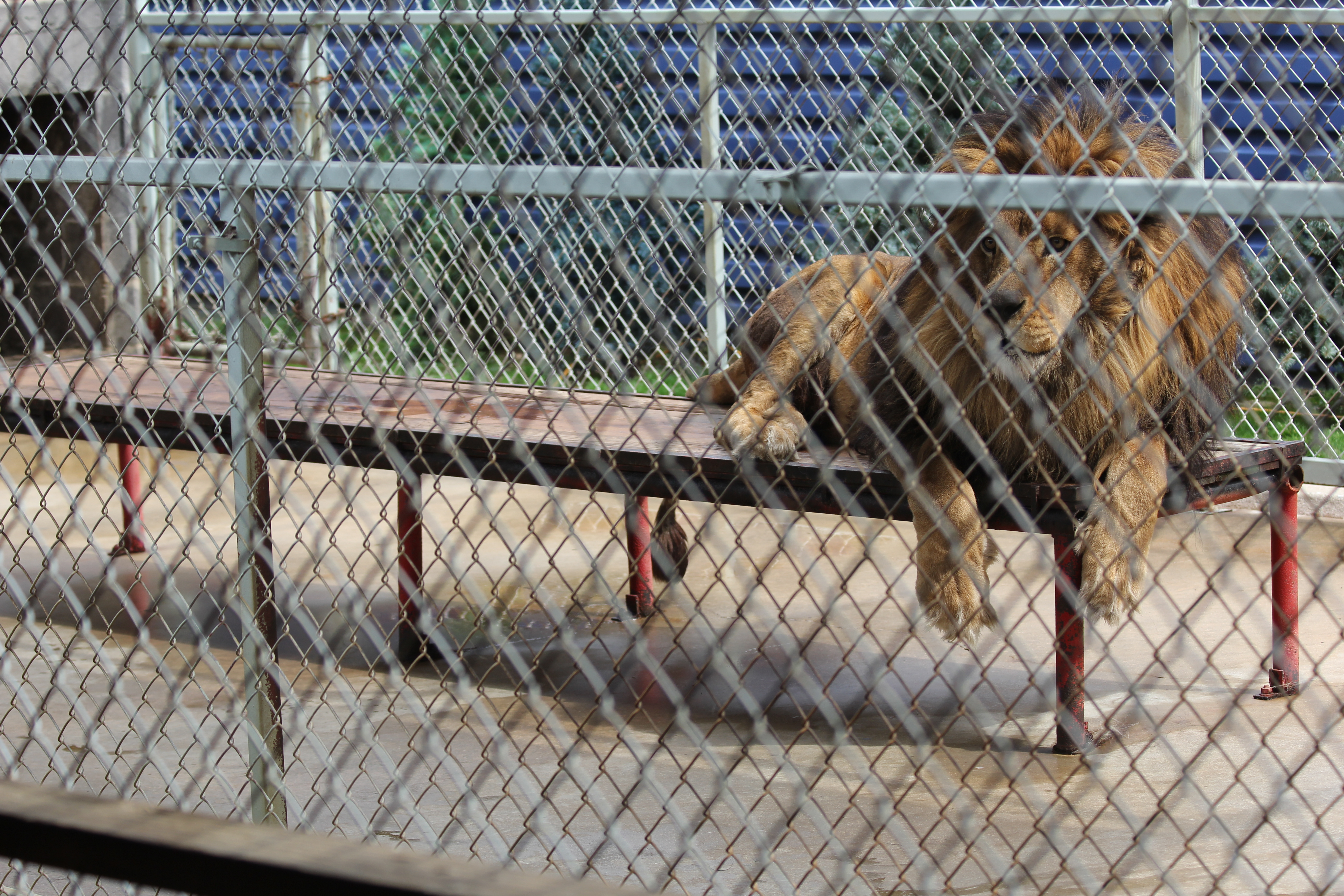 Lion zoo