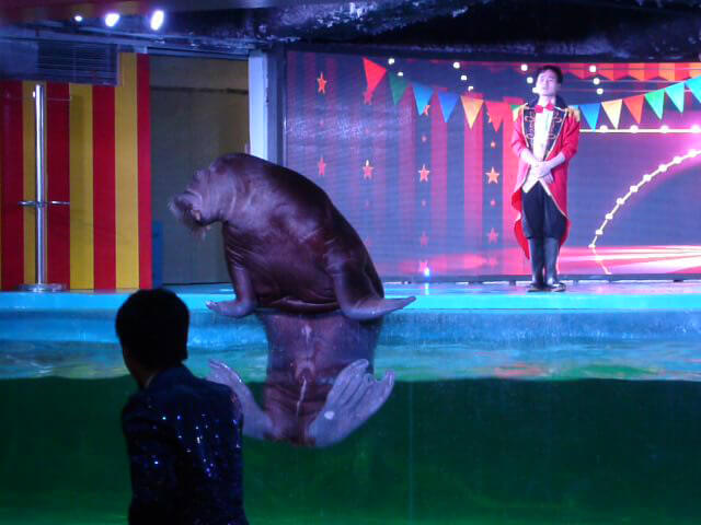 Polar Bear 2