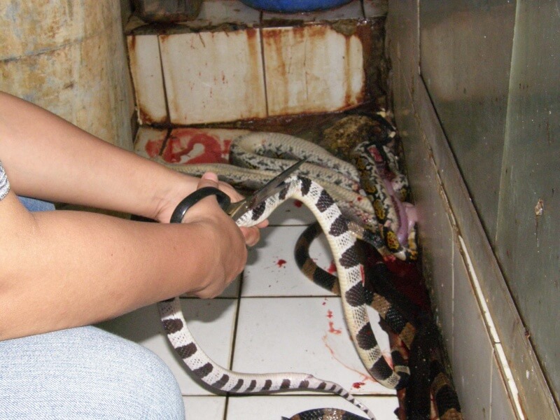 Snake's body being cut open with scissors before being skinned.
