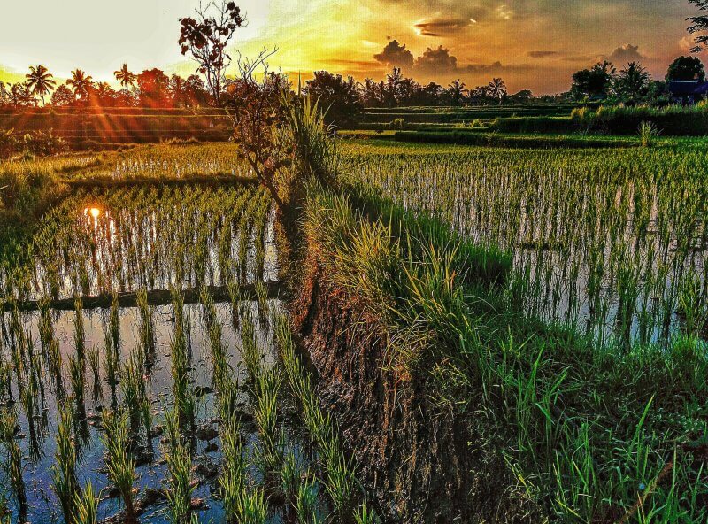 Ubud, Bali. Image: Yoan Carle