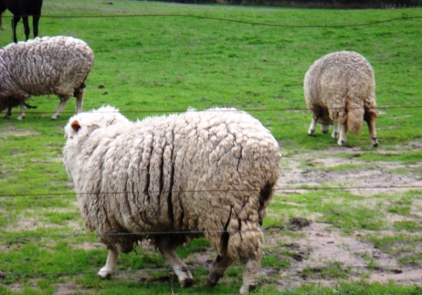 Australian Flock Gets Help From PETA