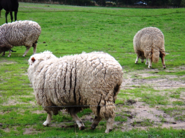 Australian Sheep Get Help from PETA