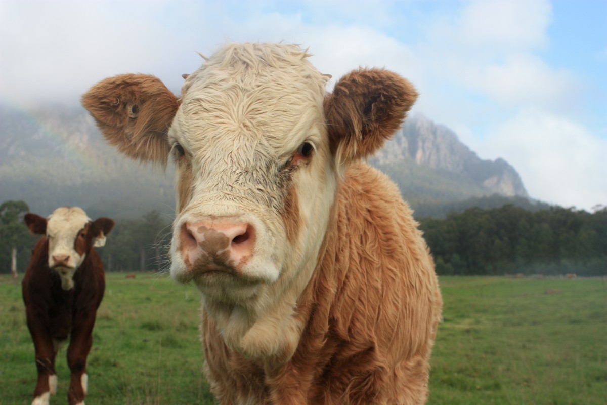 'Mutant' Cows Suffer More 