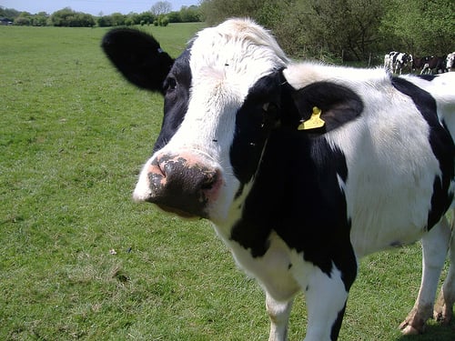 The ‘Udder’ Truth: Ditch the Dairy and Celebrate World Breast-Feeding Month!