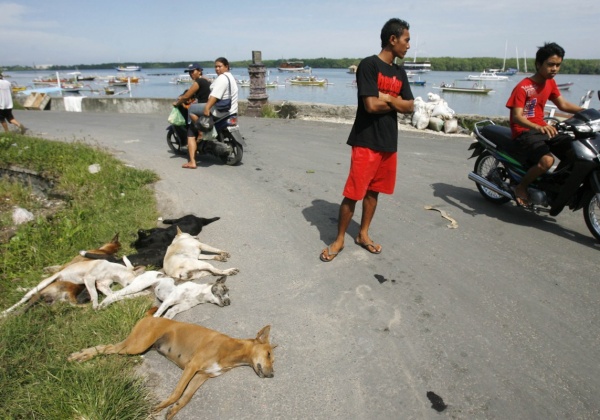 Balinese Government Killing Dogs With Strychnine