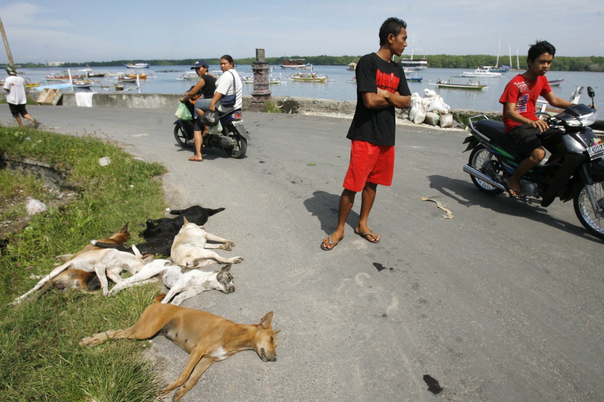 Bali Rabies Dog Cull