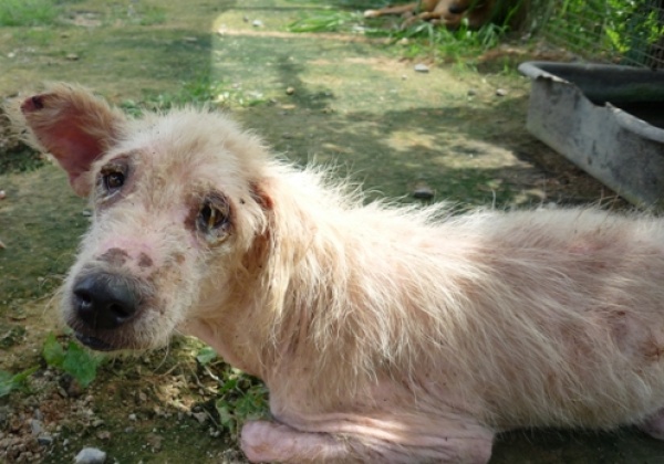 First Animal Welfare Law in Thailand is Dying!