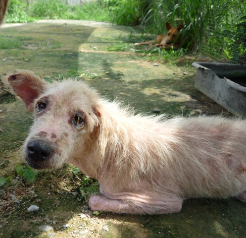 First Animal Welfare Law in Thailand is Dying!