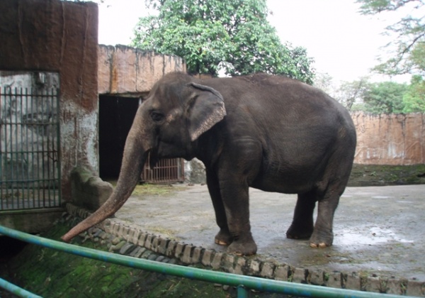 Victory! Thailand Promises Not to Send Elephants to the Philippines