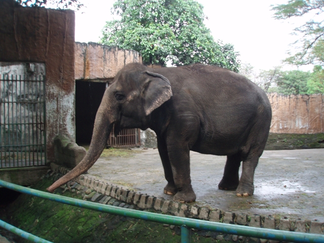 Victory! Thailand Promises Not to Send Elephants to the Philippines