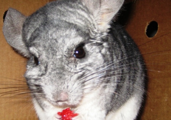 Top 10 Tuesdays: Dumbest Excuses for Wearing Fur
