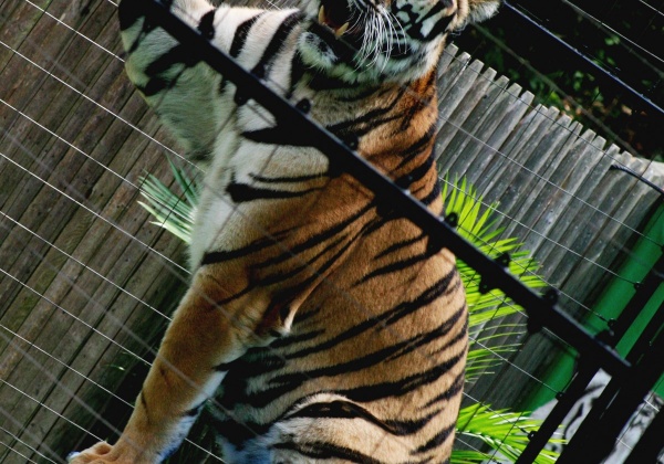 China’s PRC Forestry Administration Nabs Prestigious Animal Welfare Honor
