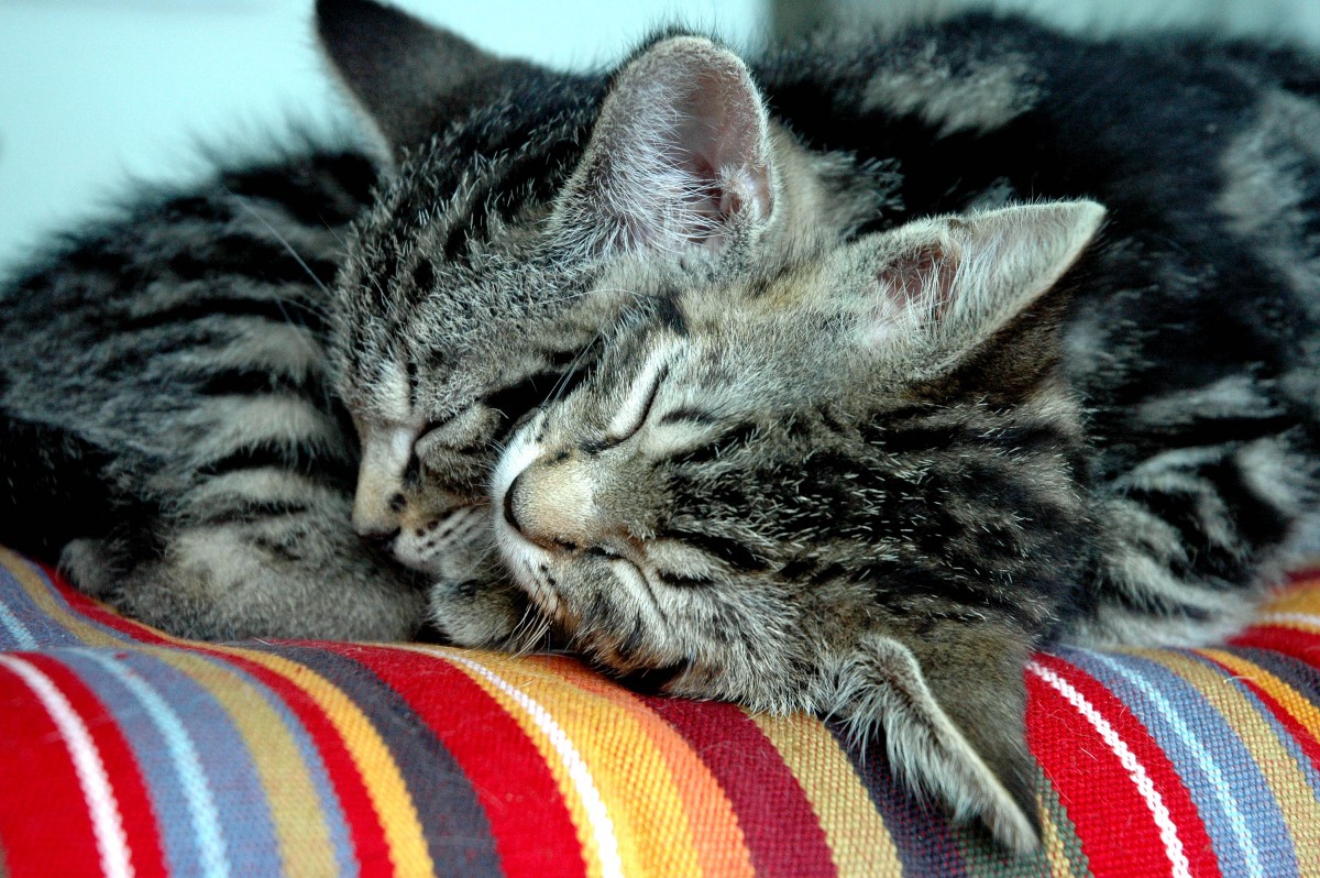 Kittens sleeping 