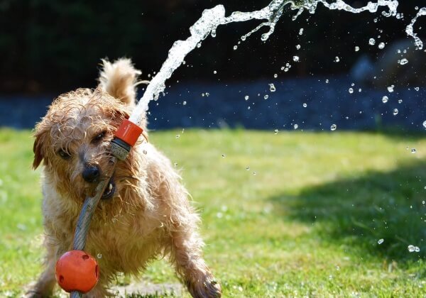 Helping Dogs Beat the Heat