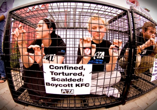 South African Activists: When It Comes to Cruelty, Nobody Does Chicken Like KFC!