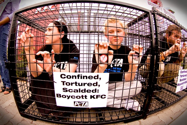 South African Activists: When It Comes to Cruelty, Nobody Does Chicken Like KFC!