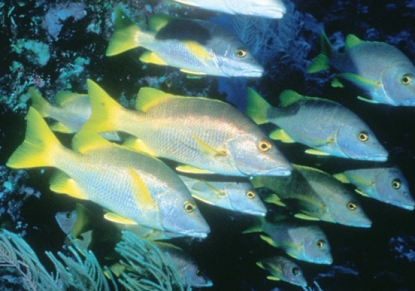 New Study: Fish Oil’s All Washed Up!