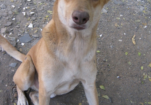 Victory! Bali Cuts Out Cruel Canine Culling!