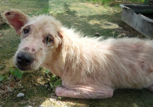NT$50,000 Reward Offered for Help in Nabbing Men Who Allegedly Burned Dog Alive