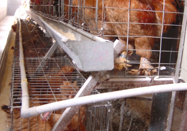 Israel Up in Arms About Cruelty!