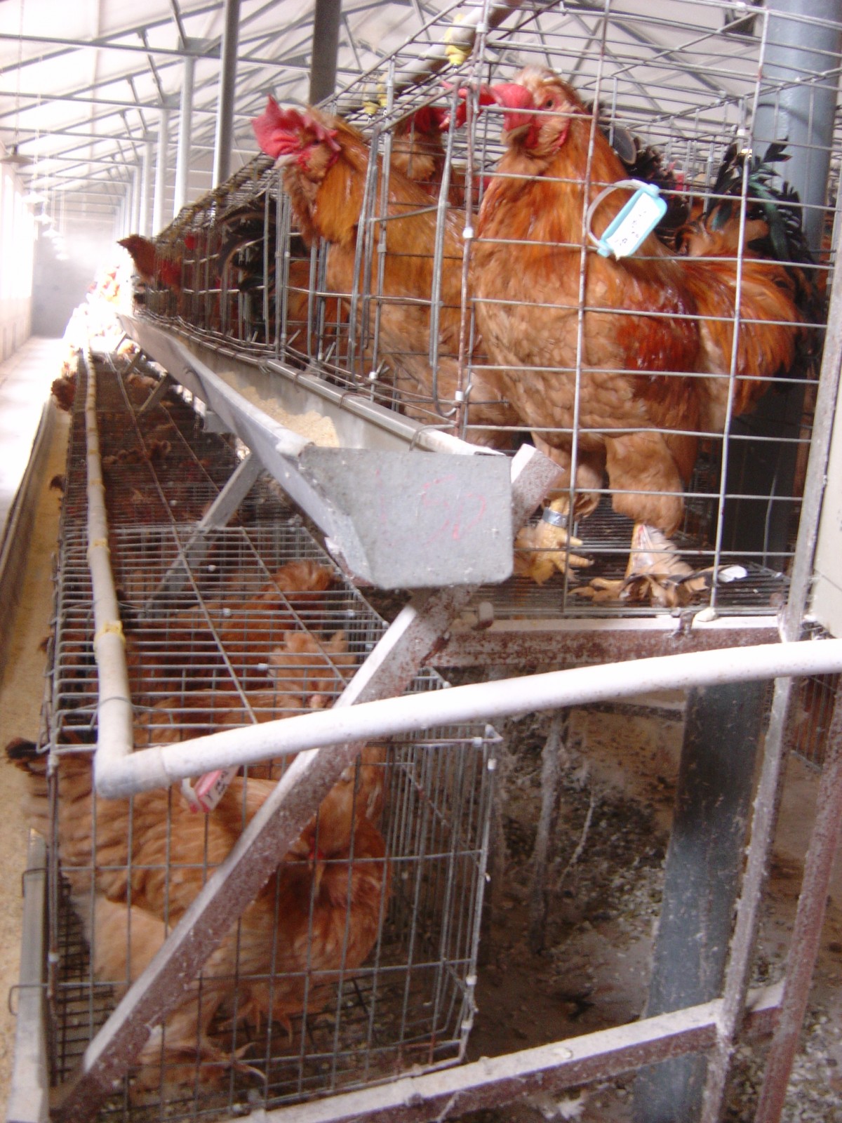 Egg-laying chickens in battery cage
