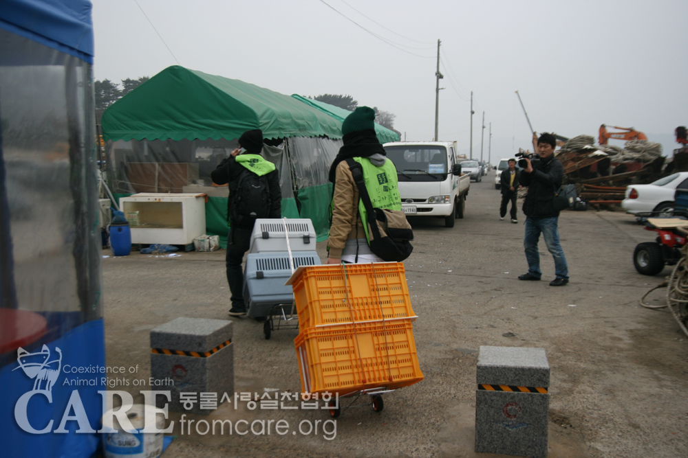 Activists Brave War-Torn Island to Help Wounded Animals