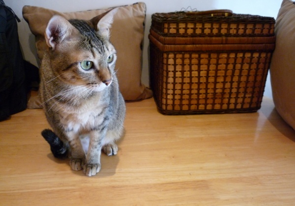 Top 10 Tuesday: Keep Your Animal Companions Out of Cargo Hold
