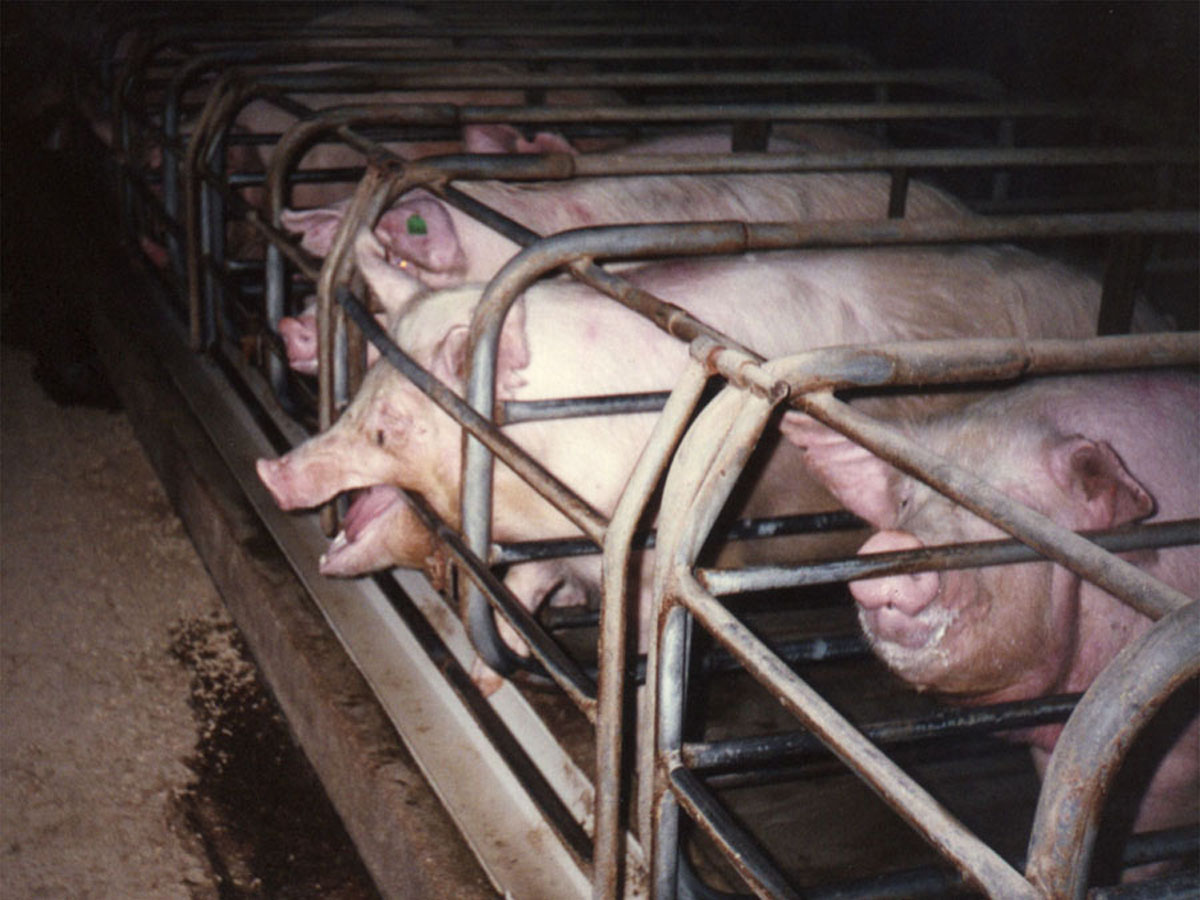 Aussie Pork Producers to Pull the Plug on Gestation Stalls by 2017!