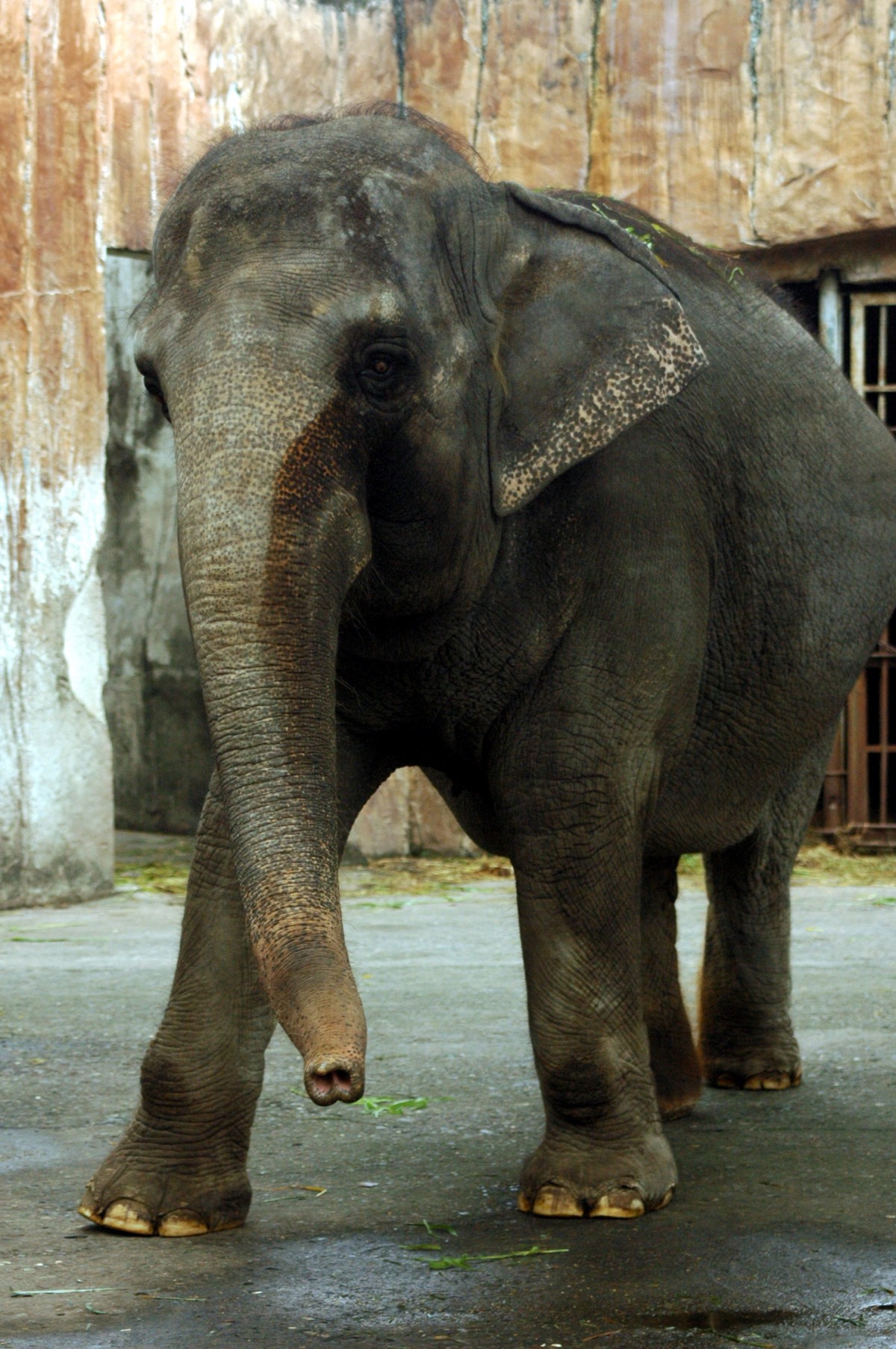 Top 10 Tuesday: Reasons Why Elephants Do Not Belong in Zoos