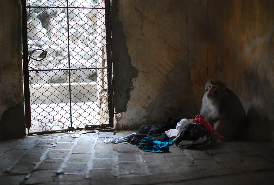 Decrepit Chinese Zoo Makes Monkeys Go Bananas