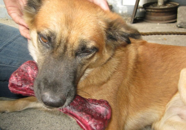 Shanghai: A City for Dogs!