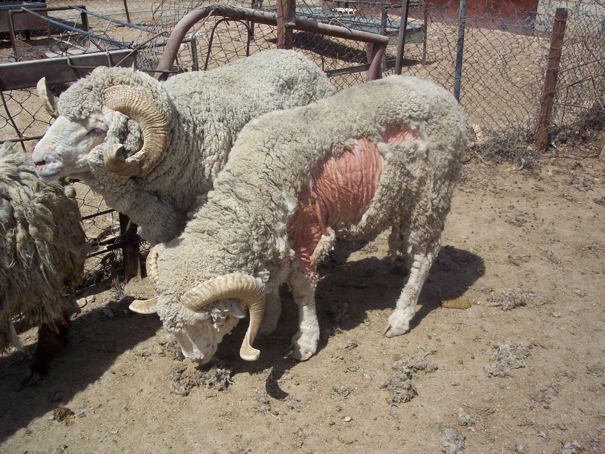 Sheep in Jordan, with wool break