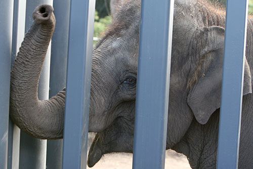 Life at the Bhawalpur Zoo: Confined, Lonely, Miserable