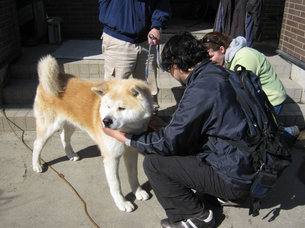 Veterinarian examining Shane after the Japan Tsunami