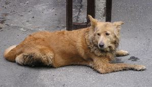 Helping Animals in the Midst of a Natural Disaster