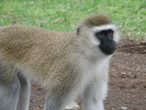 Indonesia’s Cruelty to Monkeys EXPOSED!