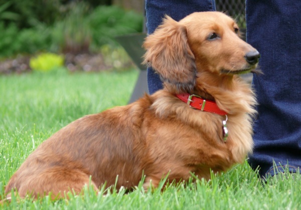 Japan Dog Rescued: An Update on Belle