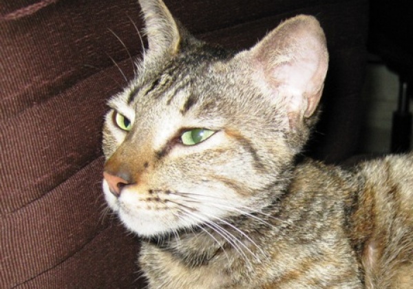 Convicted! Cat Killer Pleads Guilty to Cruelty-to-Animals Charges