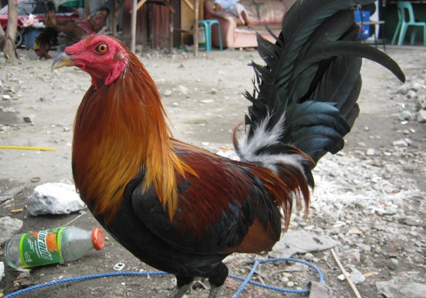 Fighting Isn’t Fun for Roosters!