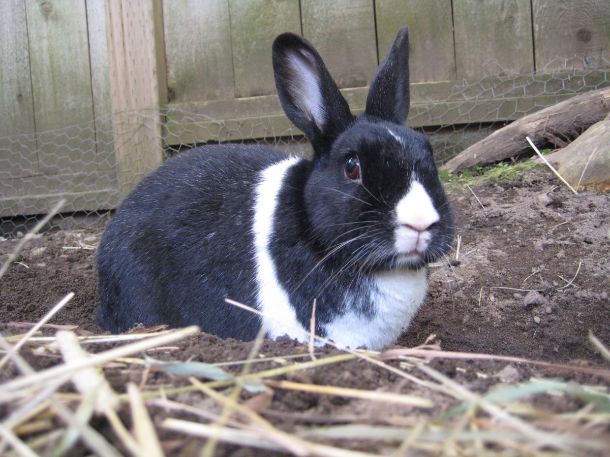 Easter No Fun for Bunnies in New Zealand!