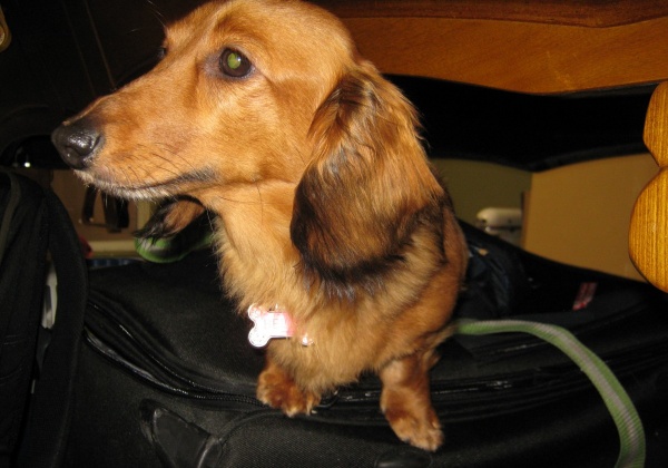 An Update on Belle — Living It Up in Canada