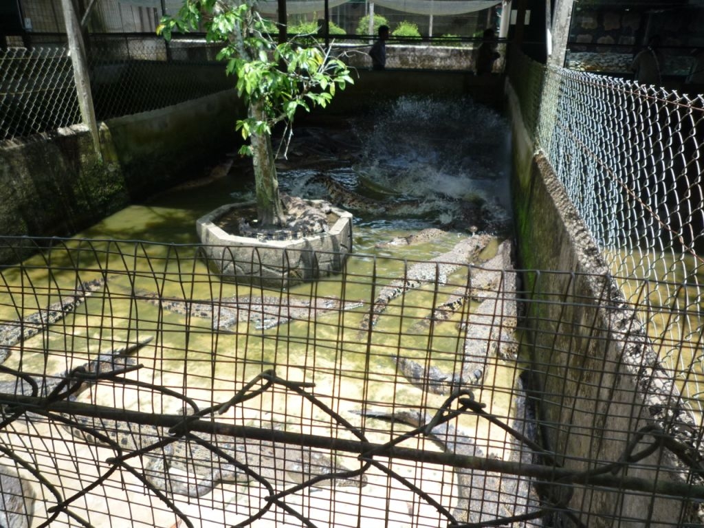 Victory! Jong’s Crocodile Farm Makes Improvements