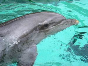 World’s Saddest Dolphins