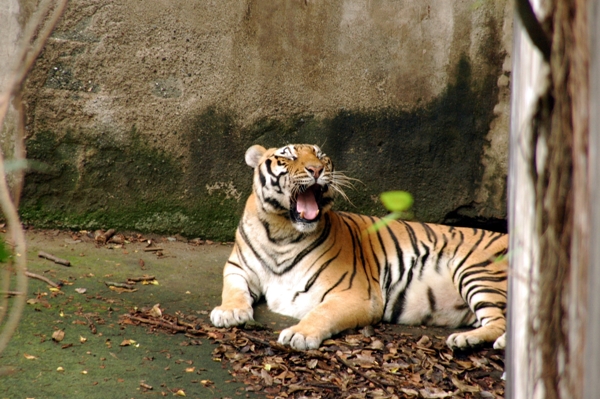 10 More Reasons the Manila Zoo Should Close - News - PETA Asia