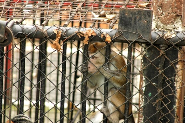 10 More Reasons the Manila Zoo Should Close