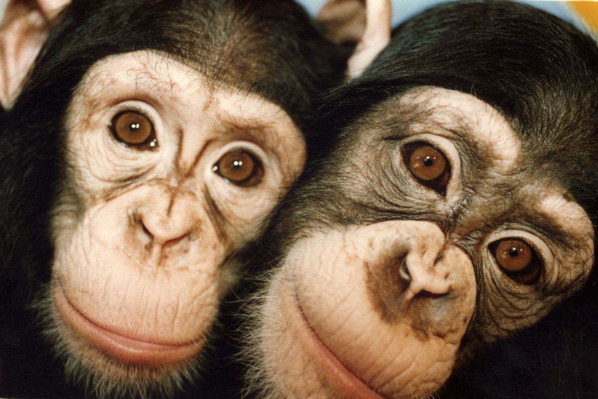 Victory! Indian Lab Retires Monkeys