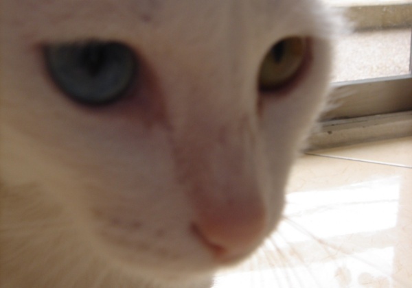 The Lowdown on the Litterbox