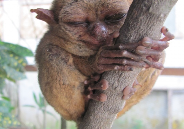 Tiny Yet Terrific – Tarsiers Need Our Help!