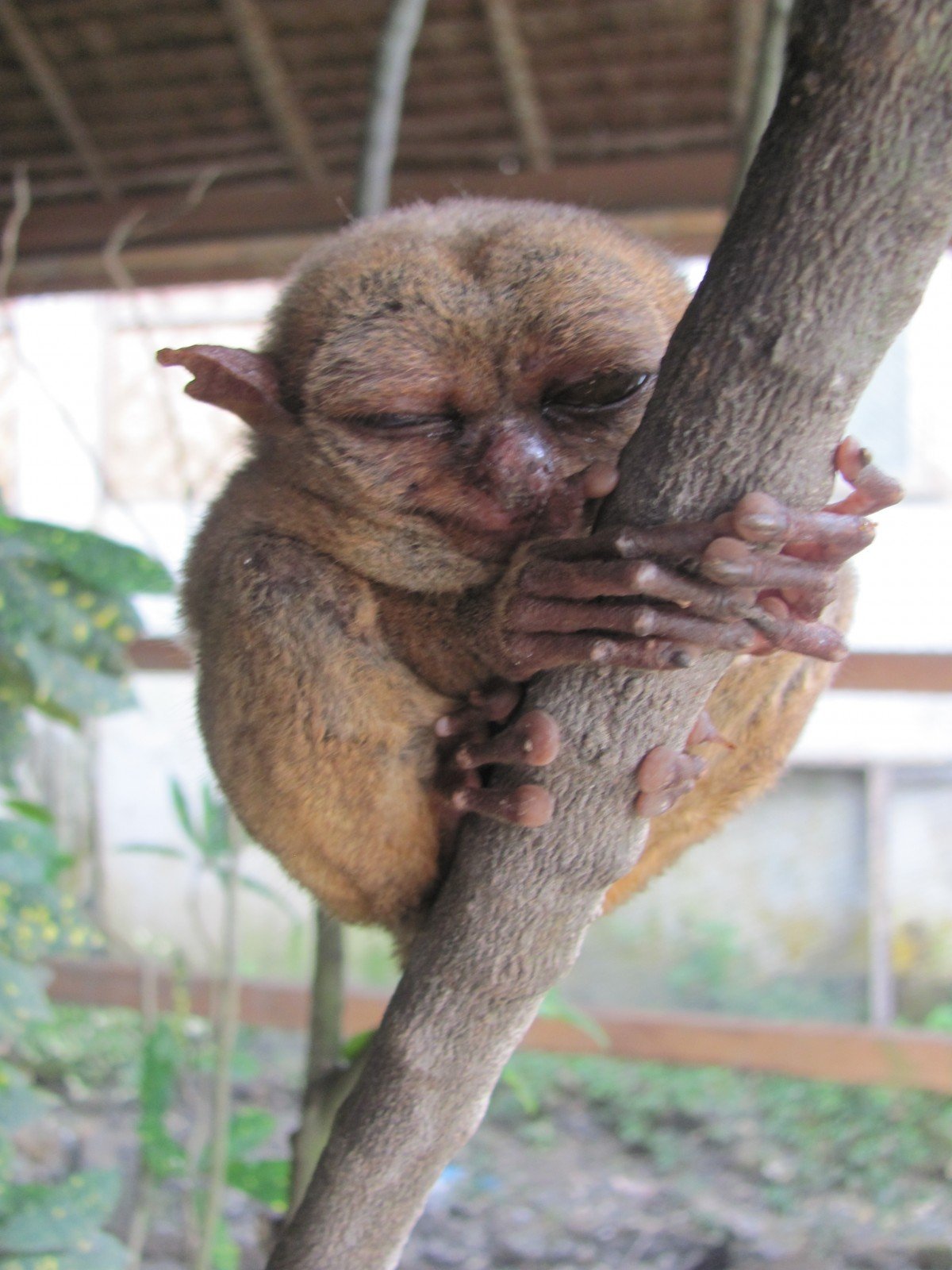 Tiny Yet Terrific – Tarsiers Need Our Help!