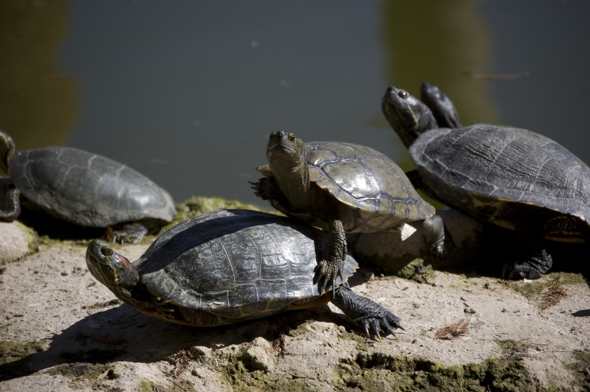 Tour Companies Say ‘No’ to Turtle Island Cruelty